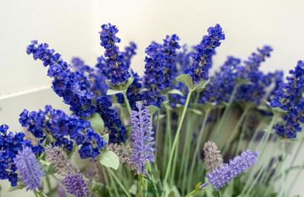 Casa Vilma 3 - Peschiera del Garda - Foto 25