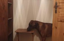 SielskoAnielsko - Foto 12