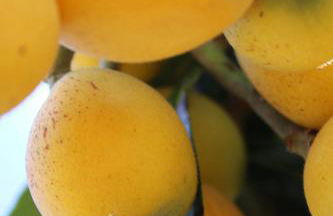 Villa Aimone - Foto 44