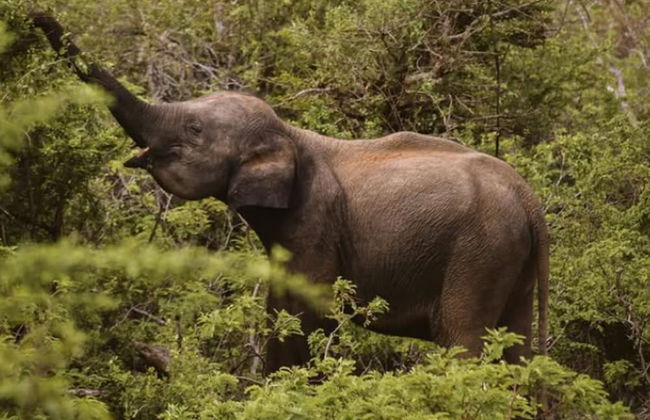 Kotiyagala Luxury Villas - Photo 31