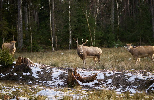 Mazurova chalupa - Foto 46