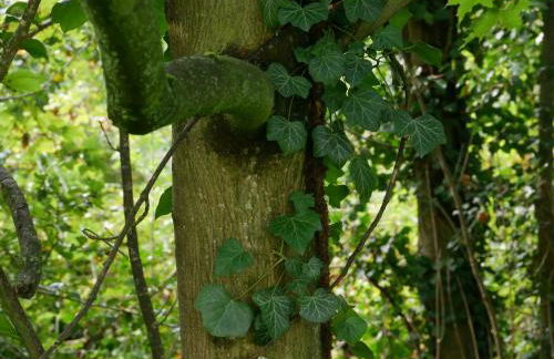 Ferienwohnungen Knodel - Foto 10