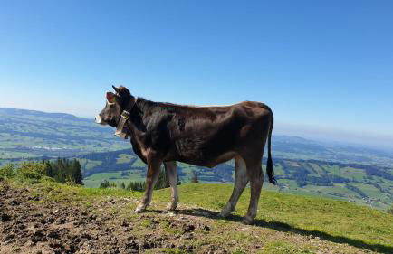 Allgäu Bergluft - Photo 45