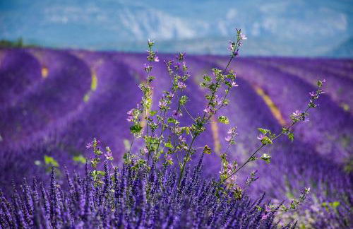 nid2nuit Nuance d'Ocres - Photo 23