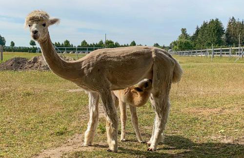 Tiny House auf der Alpaka Farm - Foto 6