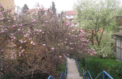 OLIVA 4 STARS - Photo 43