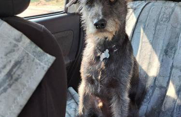 Charmosa suíte de Tucuns. - Foto 11