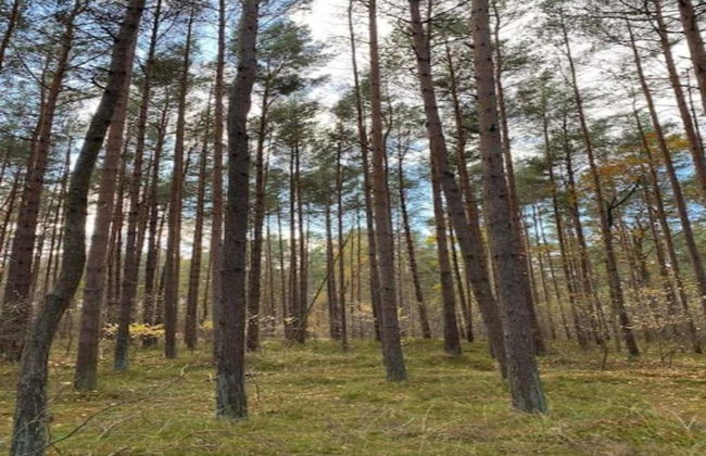 Insel-bungalow auf Poel - Foto 26