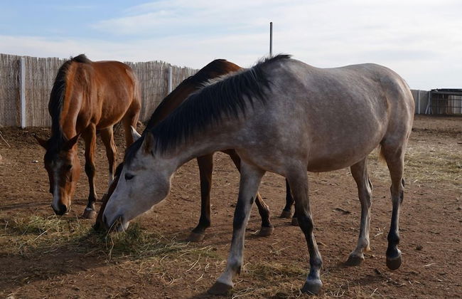 Bio et Bois - Foto 66