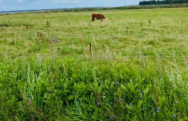 5 Person Holiday Home in Praesto - Foto 12