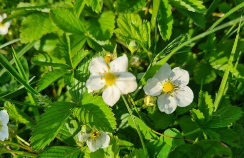 Happy Sparrow - Foto 53