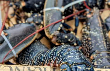 Gite Ker Domi 3 personnes-Plages et GR34 à pied Plouguerneau - Foto 40