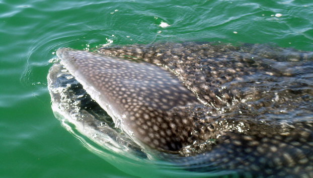 Observation and Swimming with Whale Sharks - Photo 3