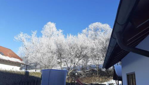 Mayntz' Albjuwel - Foto 2