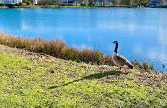 Emerald Lake House - Foto 47