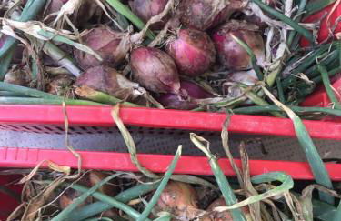 Azienda Agricola Perconti - Foto 73