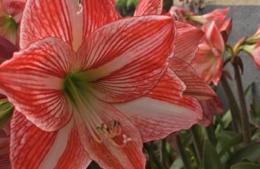 TRIPLEX TERRASSE VUE EXCLUSIVE SUR L OCÉAN ,WIFI - Foto 31