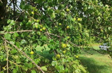 Porębana Osada - Foto 10