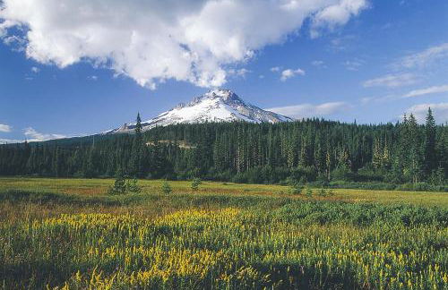 Marshall Cabin - Meredith Lodging - Foto 55