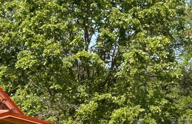 Dom Nad Jeziorem Trzy Tonie - Foto 35