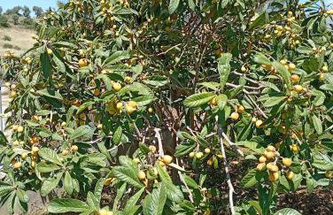 Villa Despoina - Photo 34