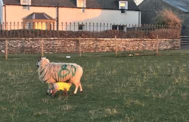 Thurdistoft Farmhouse, Dunnetbay accommodation - Foto 16