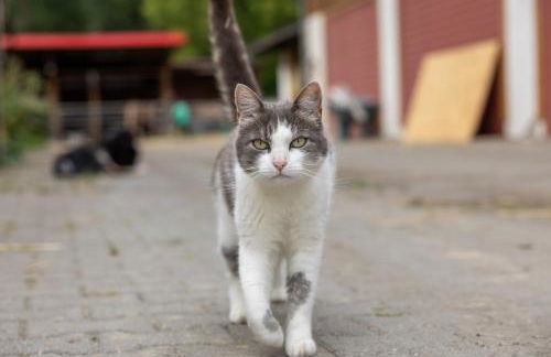 Ferienwohnung in ländlicher Lage - Foto 19
