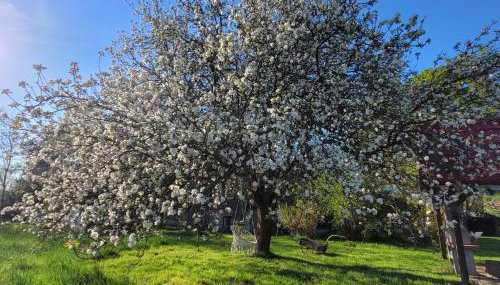 Na końcu dróżki - Foto 4, Garden, Garden view