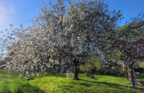 Na końcu dróżki - Foto 4
