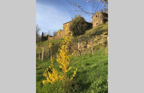 La Pellegrine, Parc national des Cévennes - Foto 7
