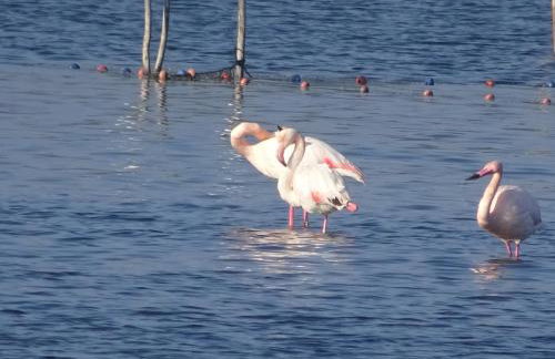 Domaine du Petit Tournebelle - Foto 51