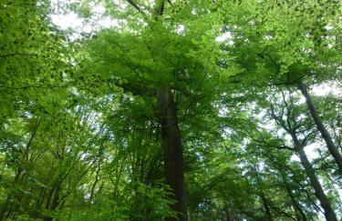 Ferienwohnungen Finke - Foto 57