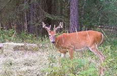 Adullam Rustic Cabin - Foto 52