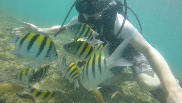Fauna marina de la isla de Caitá