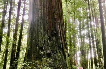 Trinidad Artist and Healing Retreat with Hot Tub - Foto 18