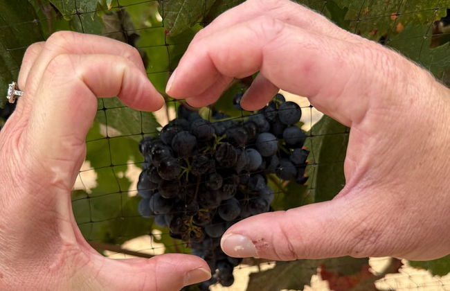 Private Deluxe Wine Tour to Valle de Guadalupe by Luxury Vehicle - Photo 35