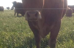 Les Gîtes de La Roche Élie Chez Léonie - Foto 21