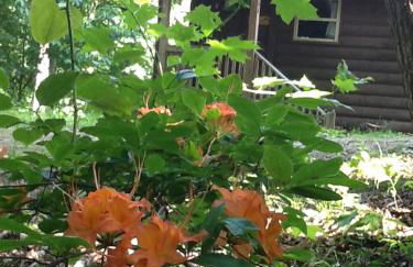 The Sassafras Breeze - Foto 13