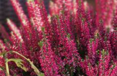 Domek w Karkonoszach - Foto 62