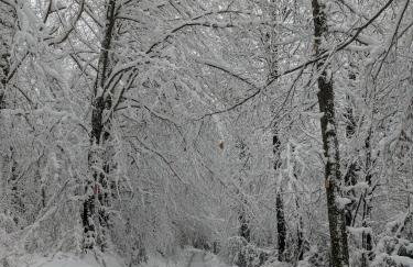 Maison au coeur de la forêt dans le Sidobre - GR36 - Foto 9