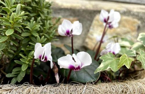 The Apple Press - Sweethay - Foto 42