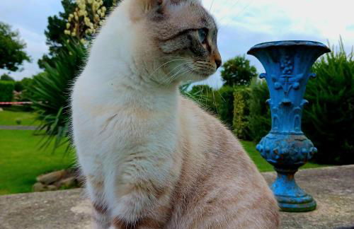 gîte en campagne Lamégritnière - Foto 36