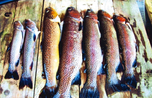 Holiday Accommodation in the Zorn Valley - Foto 24