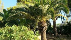 Appartamento - Plemmirio - Foto 3, Garden view