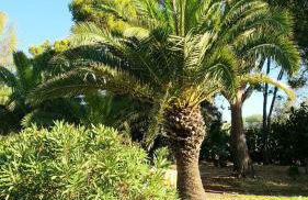 Appartamento - Plemmirio - Foto 3