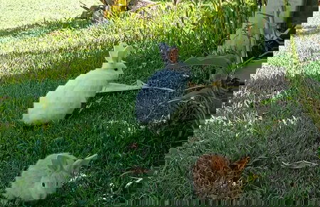 Skale peregrino ecolodge - Foto 25