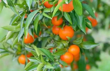 Casa da nascente douro - Foto 52