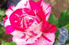 Refúgio do Tucano - Foto 17