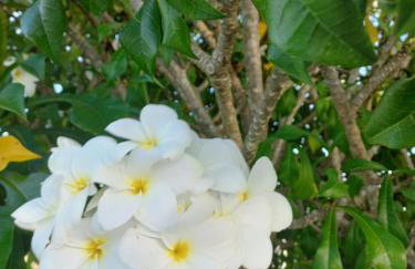 Chácara Sossego - Foto 26