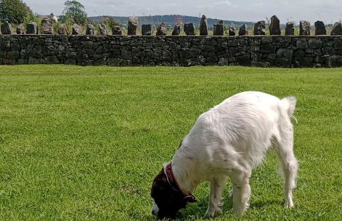 Sunnyside Farm - Foto 11